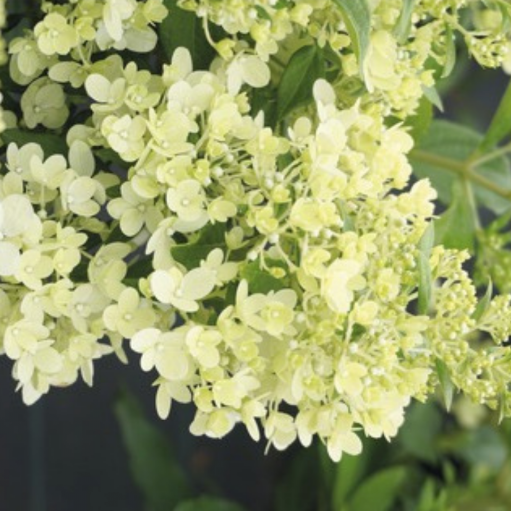 Меджикал Монблан .png