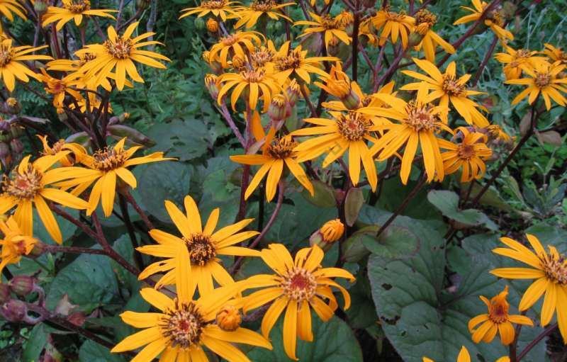 бузульник.jpg бузульник.jpg