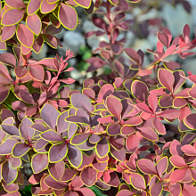 Основное изображение товара