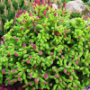 Ель обыкновенная (Picea abies) Пуш d50-60 х h30-40 С45 СП/26