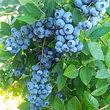 Основное изображение товара