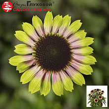 Основное изображение товара