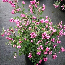 Основное изображение товара