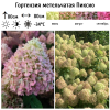 Гортензия метельчатая (Hydrangea paniculata) Пиксио 2-3вет ОКС СП/25