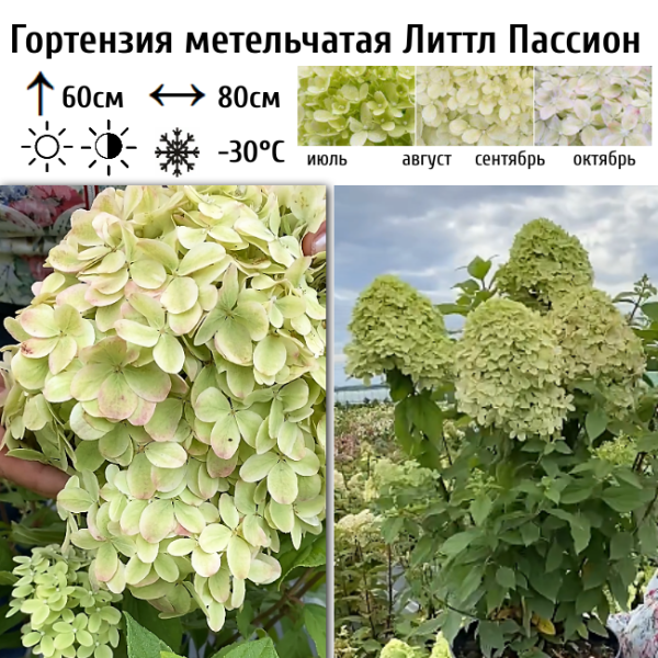 Основное изображение товара