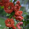 Хеномелес прекрасный (Chaenomeles speciosa) Манго Шторм 40/+ С3 БдН/26