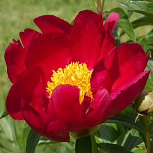 Основное изображение товара