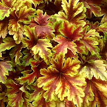 Основное изображение товара