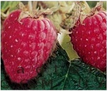 Рисунок 125.jpg