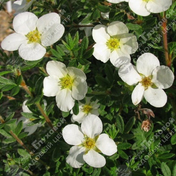 Лапчатка кустарниковая "МакКейс Уайт" на фото