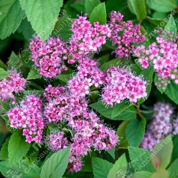 Спирея японская "Манон" на фото