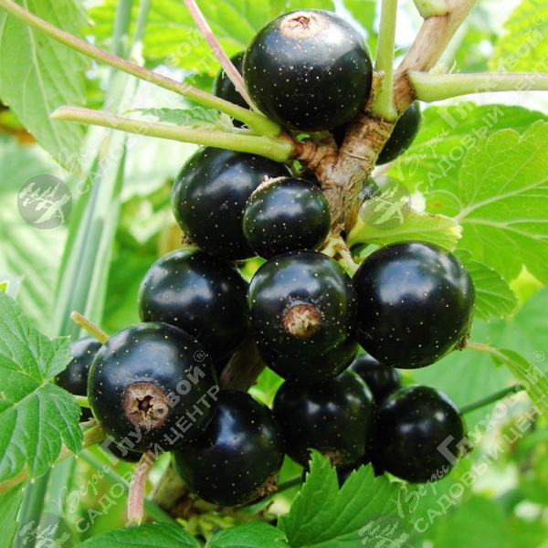 Смородина черная "Экзотика" на фото