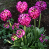 Примула мелкозубчатая (Primula denticulata) Пинк С2 ГлХ/26