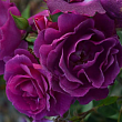 Роза полиантовая 