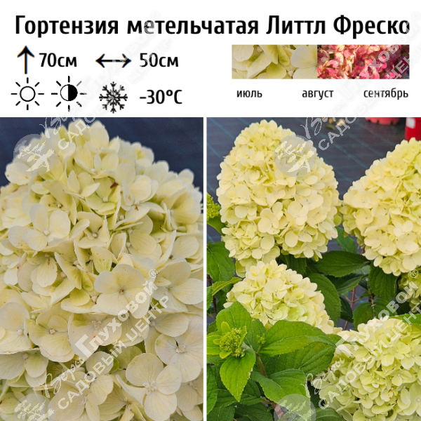 Гортензия метельчатая "Литтл Фреско" на фото