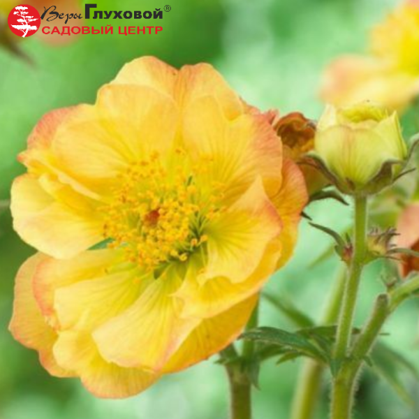 Основное изображение товара