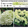 Гортензия метельчатая 