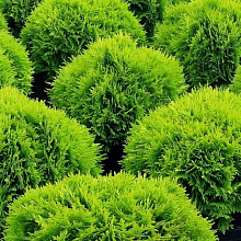 Туя западная 