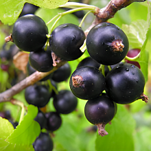 Рисунок 245.jpg