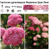 Гортензия древовидная (Hydrangea arborescens) Меджикал Дарк Пинк С7,5 СП/24