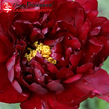 Основное изображение товара