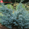 Можжевельник китайский (Juniperus chinensis) Блю Альпс   30-40 С3 БдН/24