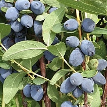 Основное изображение товара