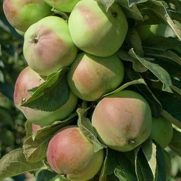 Основное изображение товара