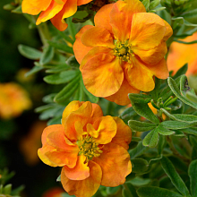 Основное изображение товара