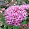 Спирея березолистная (Spiraea betulifolia) Пинк Спарклер С3 СП/25