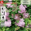 Спирея японская (Spiraea japonica) Оденсала С3 БАл/24