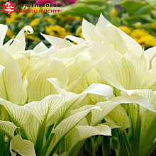 Основное изображение товара