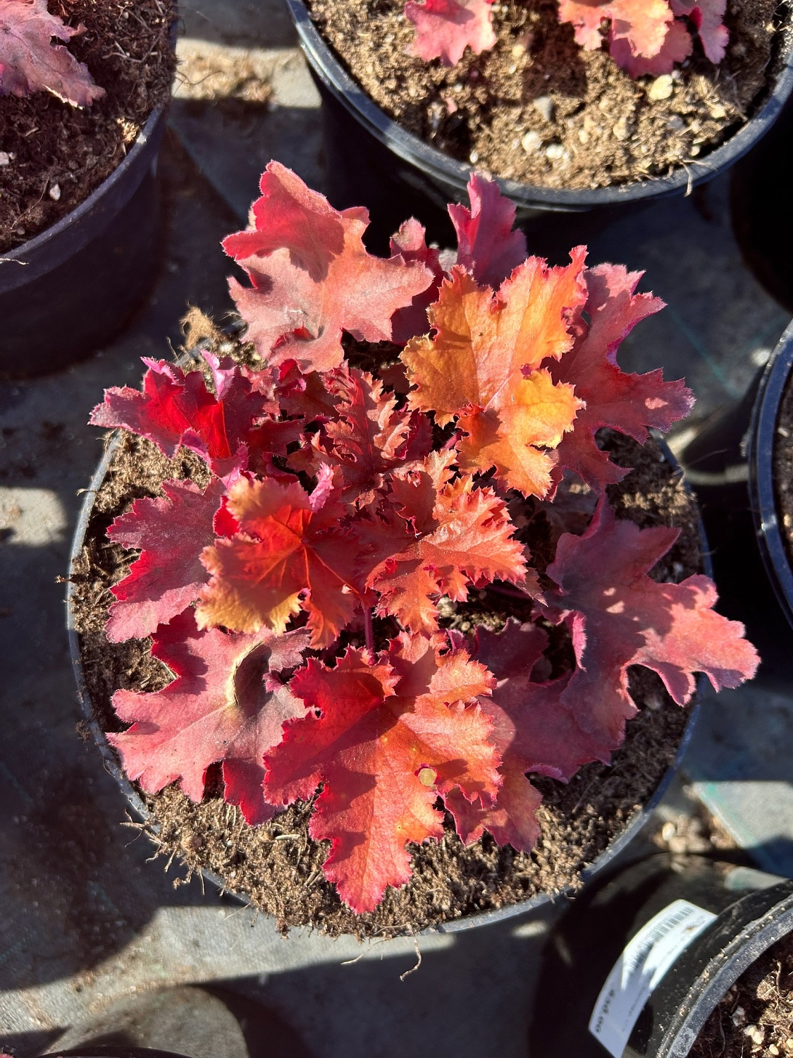 Раскрасим раннюю весну гейхерами!