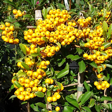 Основное изображение товара