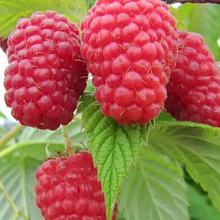 Малина Гусар (среднеранний сорт)