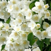 Чубушник (Philadelphus) Бялы Казел С3 СП/23