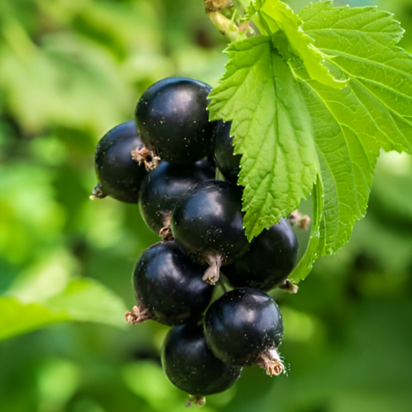 Рисунок 243.jpg