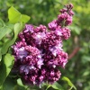 Сирень обыкновенная (Syringa vulgaris) Маршал Малиновский С3 СП/25