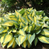 Хоста (Hosta) Оранж Мармелад С2 ГлХ/26