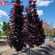 Клен остролистный 