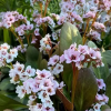 Бадан гибридный (Bergenia hybride) Драгонфлай Энджел Кисс С3 СП/24