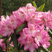 Основное изображение товара