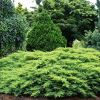 Можжевельник китайский (Juniperus chinensis) Дабс Фростед 25-30 С4 ГЕ/25