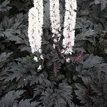 Основное изображение товара