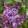 Сирень обыкновенная (Syringa vulgaris) Генерал Персинг С3 СП/24
