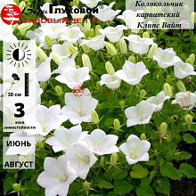 Основное изображение товара