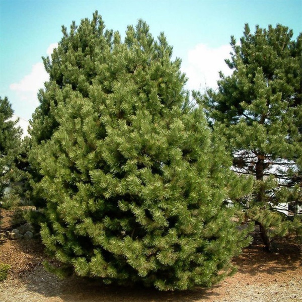 Основное изображение товара