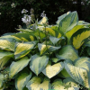 Хоста (Hosta) Колор Глори С2 ГлХ/26