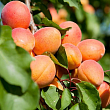Абрикос 