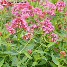 Основное изображение товара